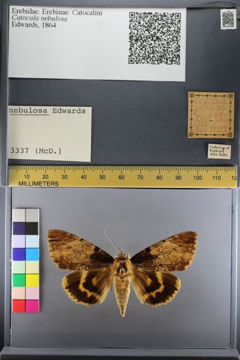 Media type: image;   Entomology 741548